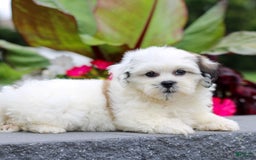 Teddy Bear dogs for sale: Pansie - Image 3