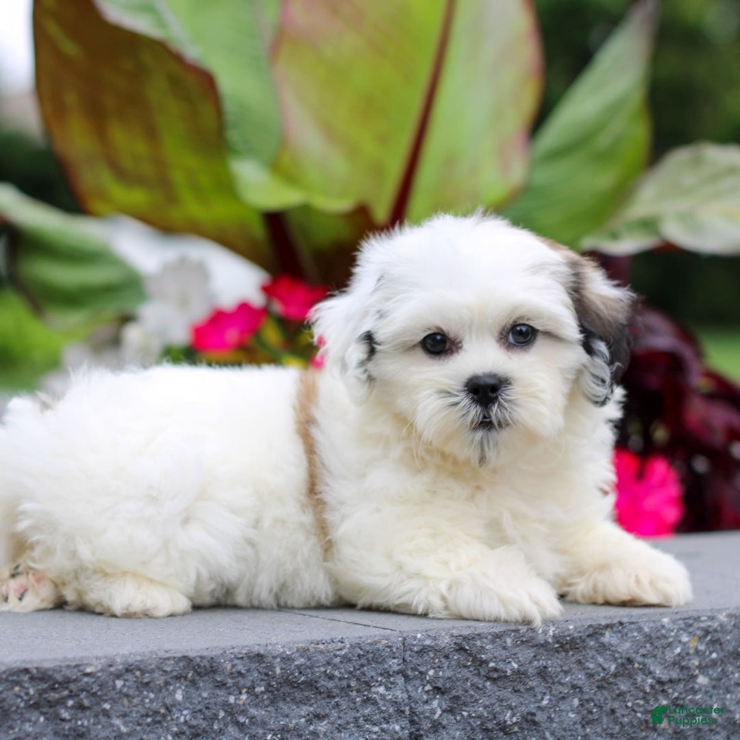Teddy Bear dogs for sale: Pansie - Image 3