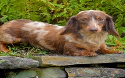 Miniature Dachshund dogs for sale: Mandi - Image 8