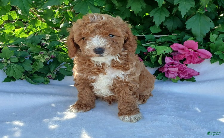 Toy Poodle dogs for sale - Ad 3