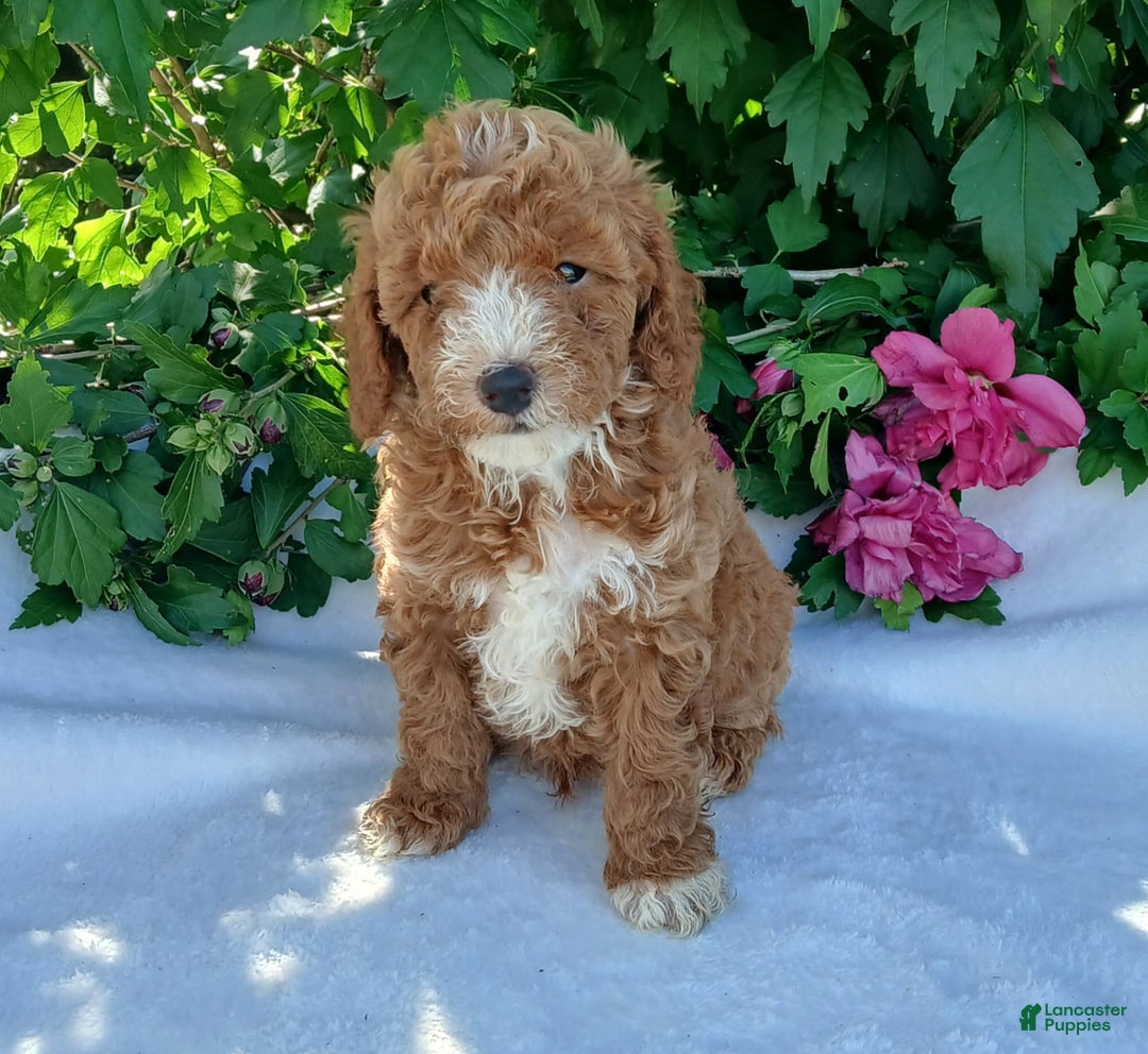 Toy Poodle dogs for sale: Frisky - Image 1