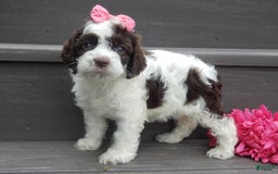 Cockapoo dogs for sale: Bella - Image 11