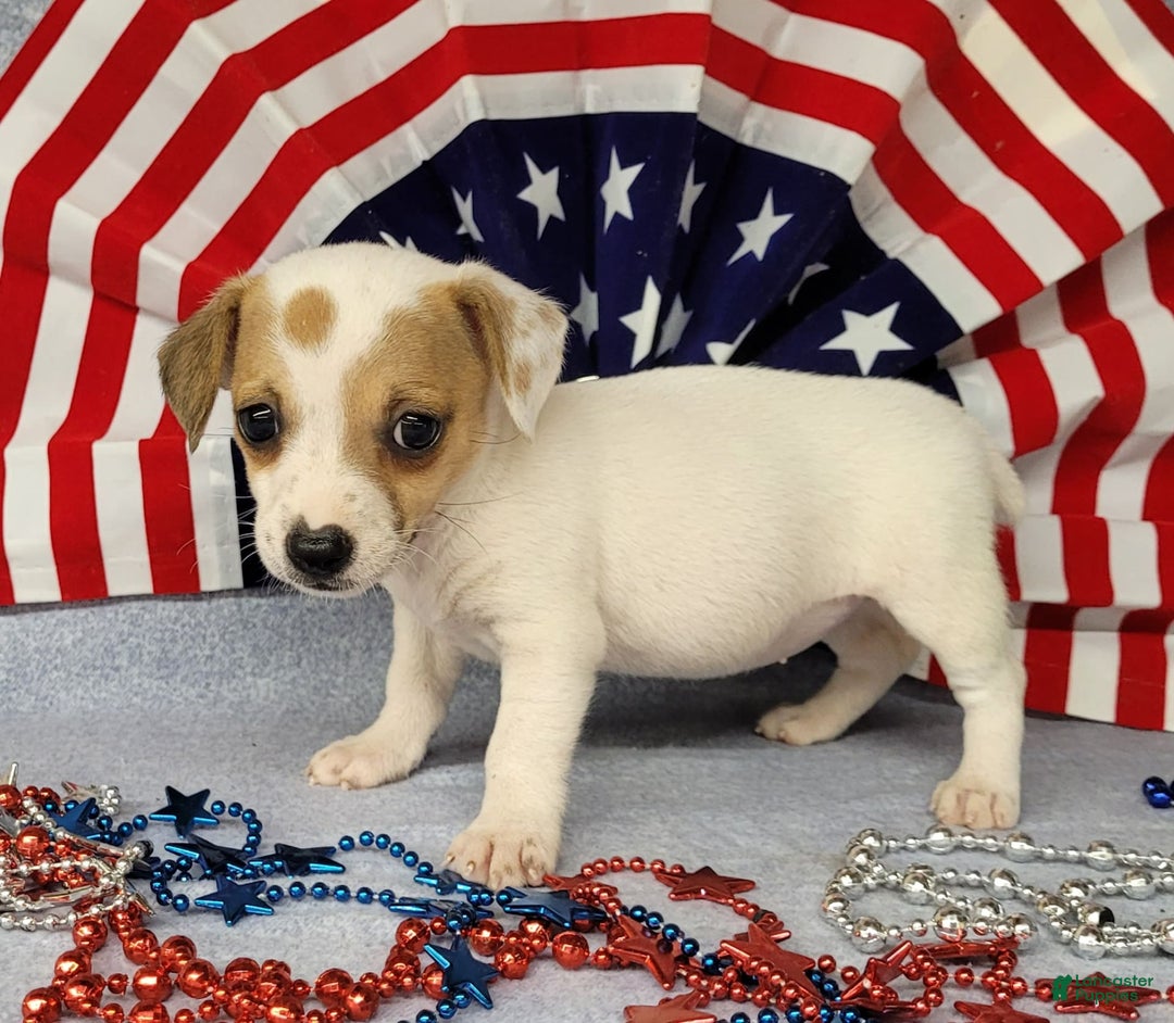 Jack Russell Terrier dogs for sale: June Broken Coat Jrt - Image 1