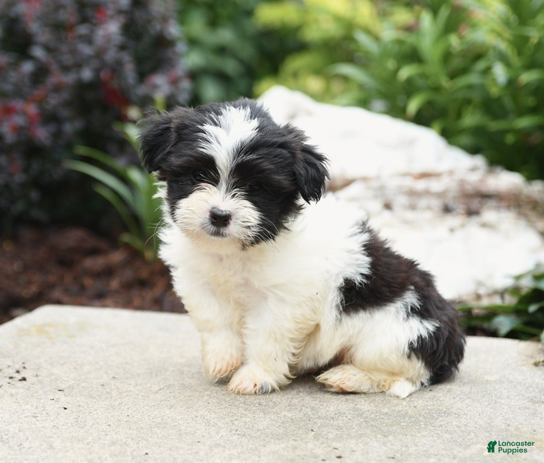 Malshi dogs for sale: Moose Tracks - Image 4