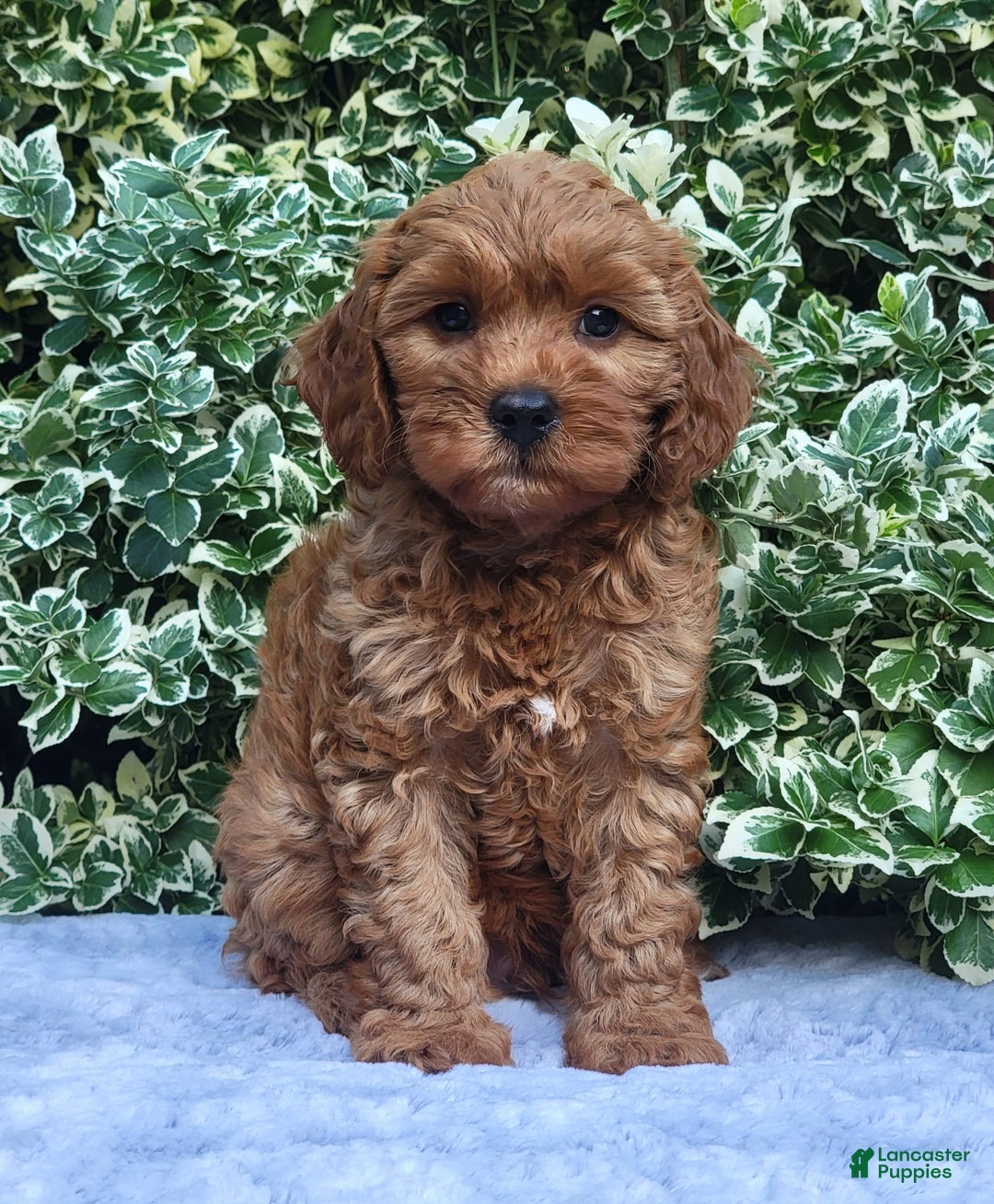 Cavapoo dogs for sale: Cavapoo 5 puppies - Image 3