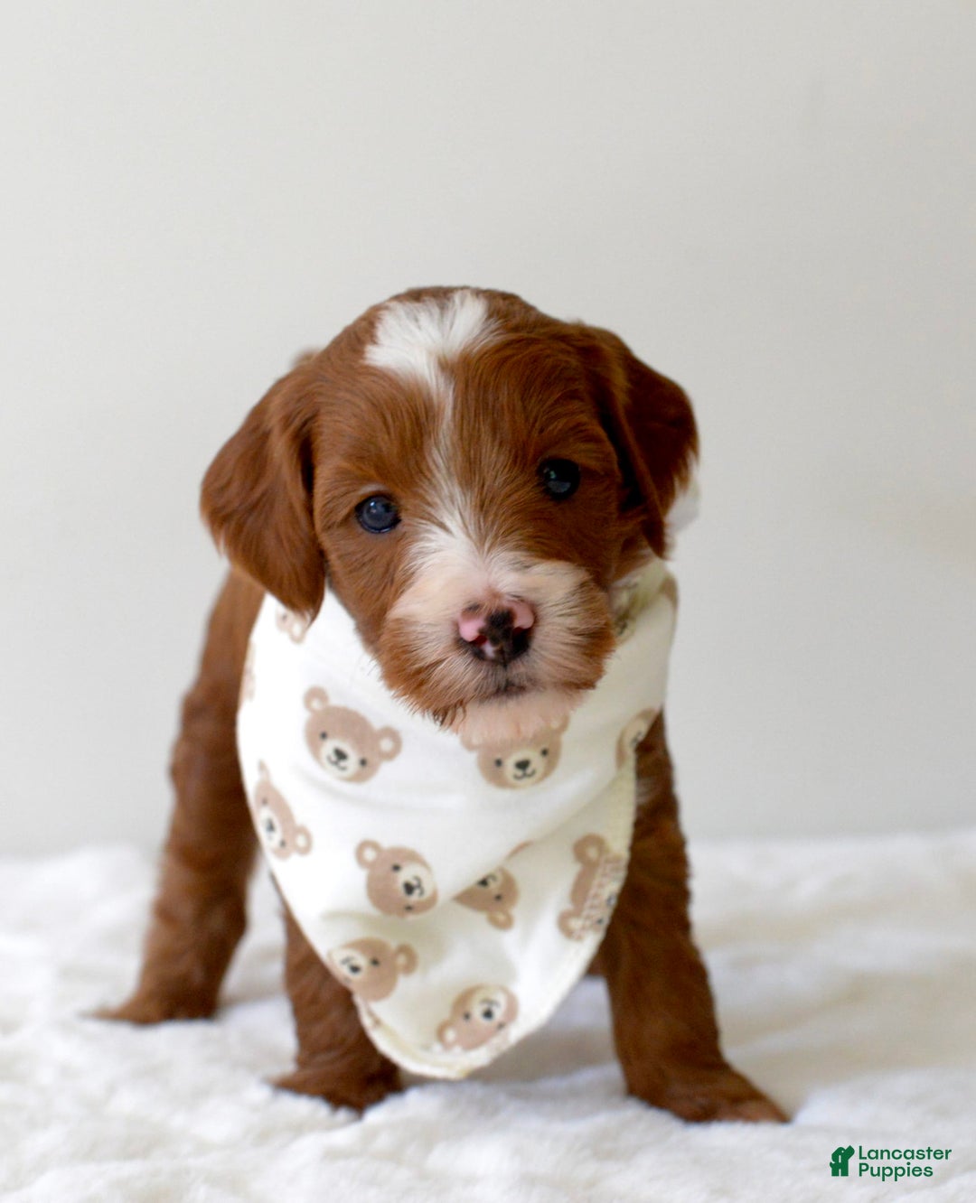 Mini Goldendoodle dogs for sale: Wrangler - Image 5