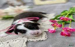 Portuguese Water Dog dogs for sale: Iris - Image 2