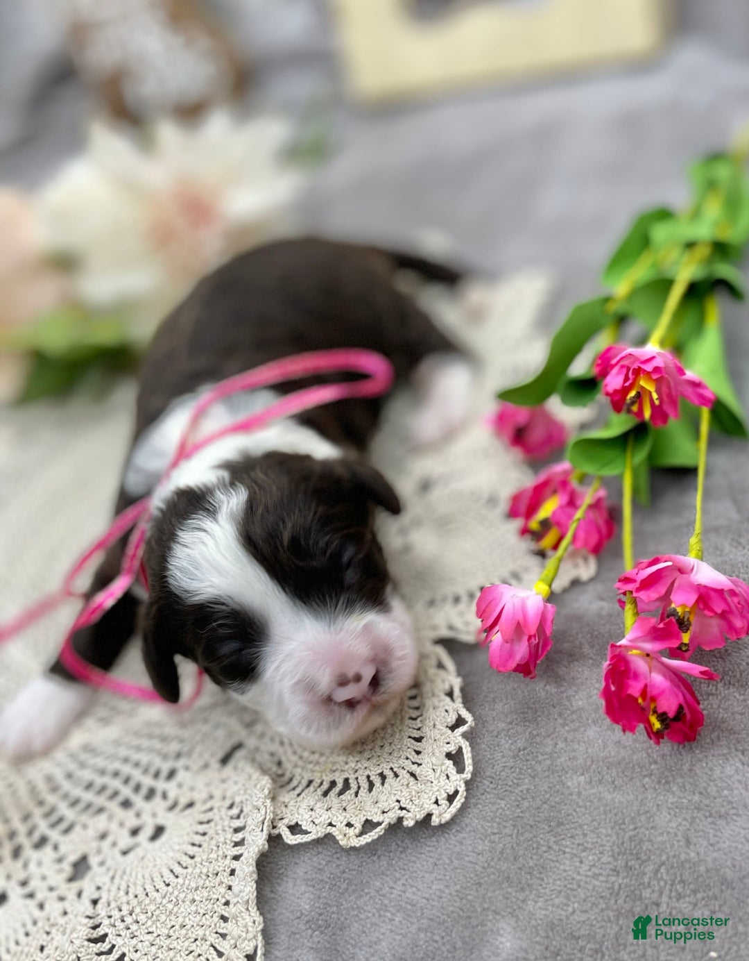 Portuguese Water Dog dogs for sale: Iris - Image 2