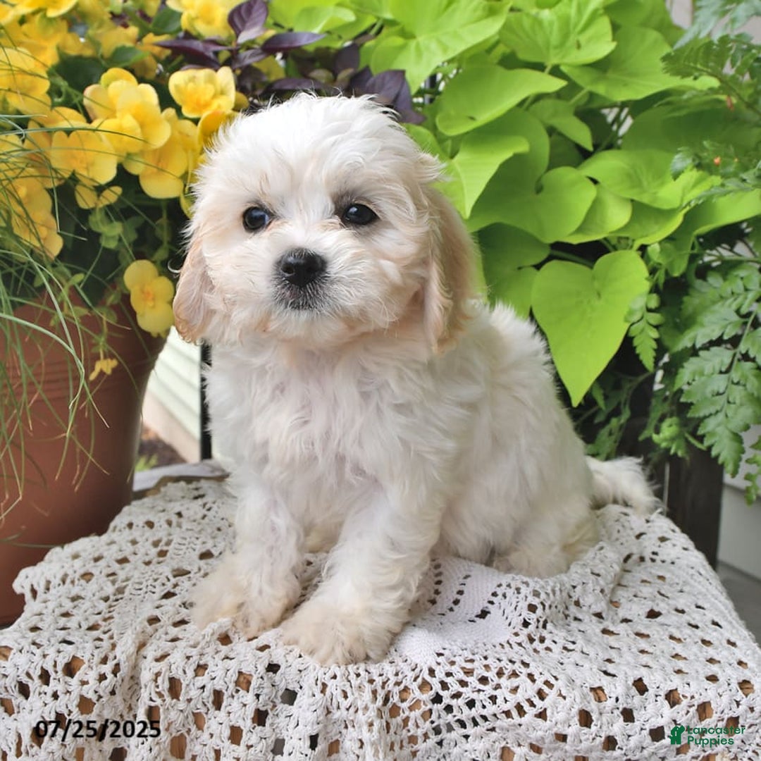 Cavachon dogs for sale: Millie - Image 10