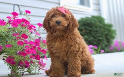 Goldendoodle dogs for sale: Sugar - Image 2