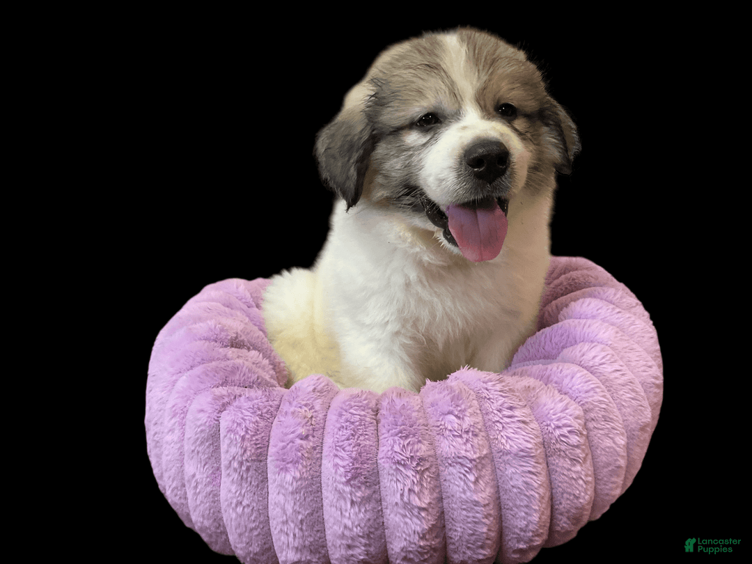 Great Pyrenees dogs for sale: Bruce - Image 1