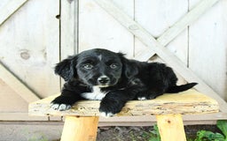 Australian Shepherd dogs for sale: Brandy - Image 8