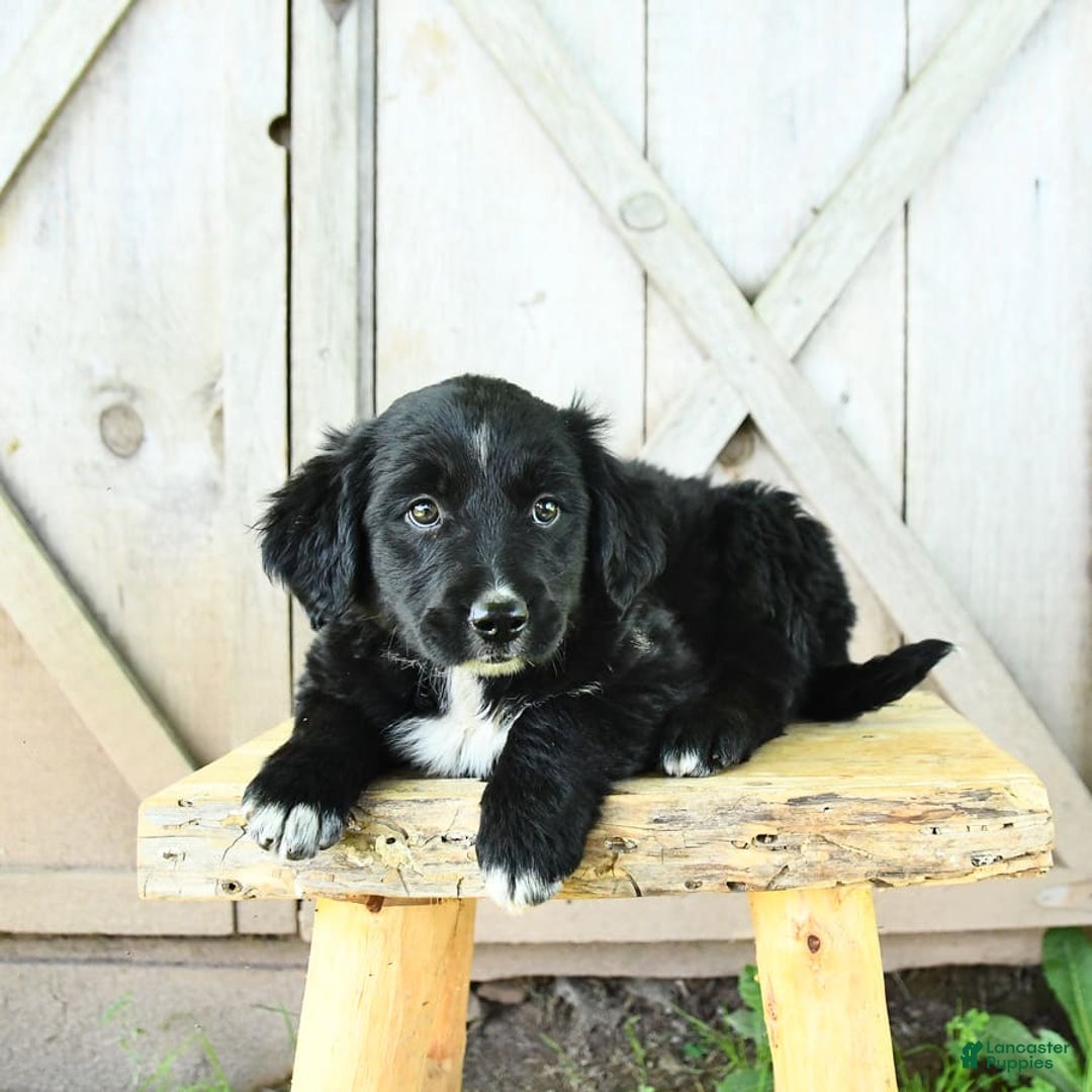 Australian Shepherd dogs for sale: Brandy - Image 8