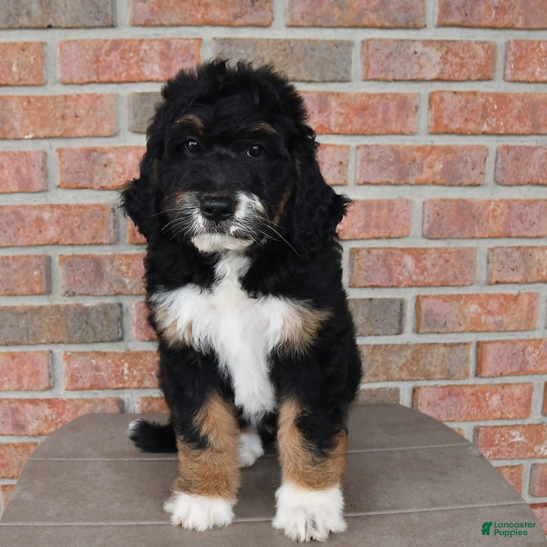 Bernedoodle dogs for sale: Kyla - Image 8