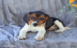 Beagle dogs for sale: Trigger - Image 5
