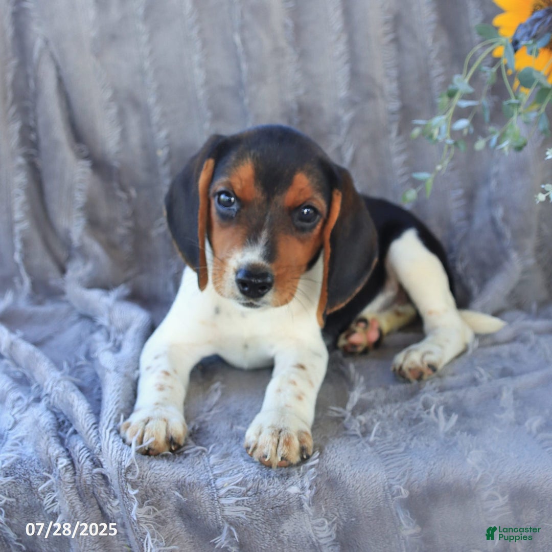 Beagle dogs for sale: Trigger - Image 5