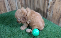 Cavapoo dogs for sale: Sprinkles Boy 1 - Image 9