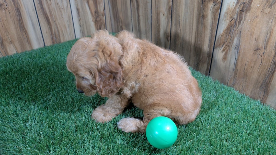 Cavapoo dogs for sale: Sprinkles Boy 1 - Image 9