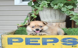 Pomeranian dogs for sale: Carmen - Image 10
