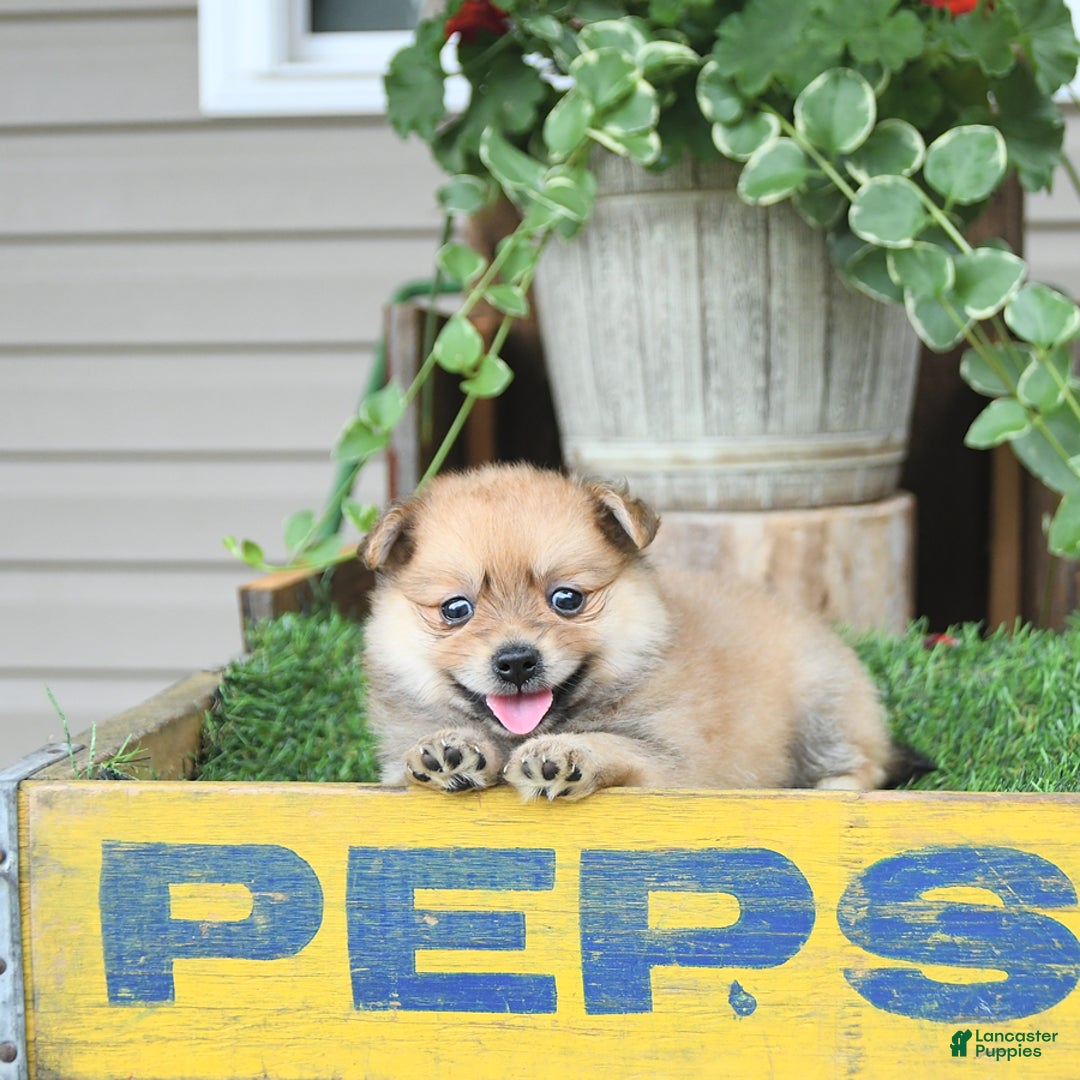 Pomeranian dogs for sale: Carmen - Image 10