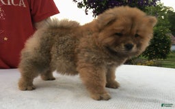Chow Chow dogs for sale: Big Red Female - Image 5
