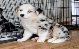 Australian Shepherd dogs for sale: Kenya - Image 8