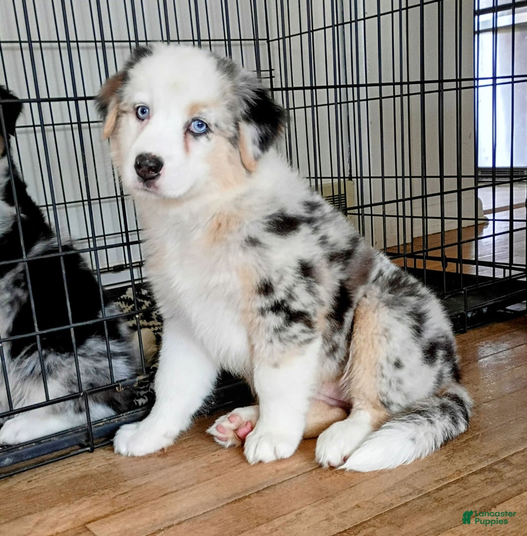 Australian Shepherd dogs for sale: Kenya - Image 8