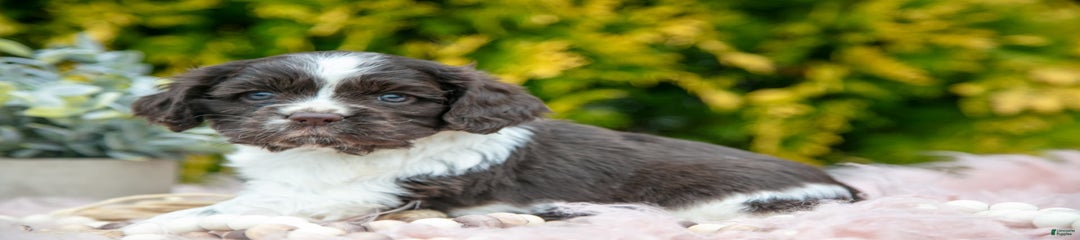 Darcy