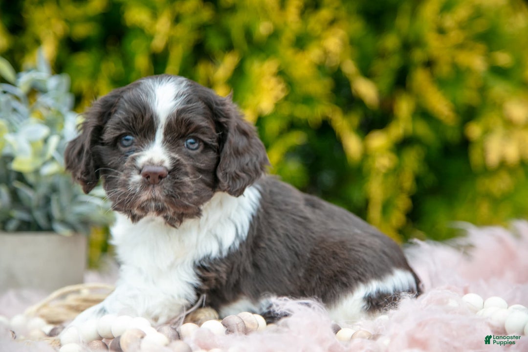 Cocker Spaniel dogs for sale: Darcy - Image 1