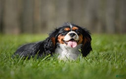 Cavapoo dogs for sale: Grace - Image 7