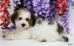 Yorkiepoo dogs for sale: Leo - Image 1