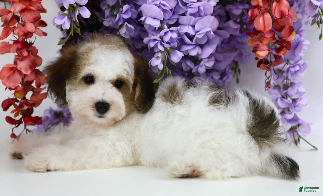 Yorkiepoo dogs for sale: Leo - Image 1