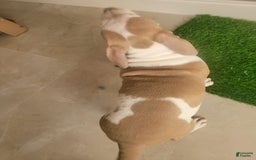 American Bully dogs for sale: Puzzle Piece - Image 10