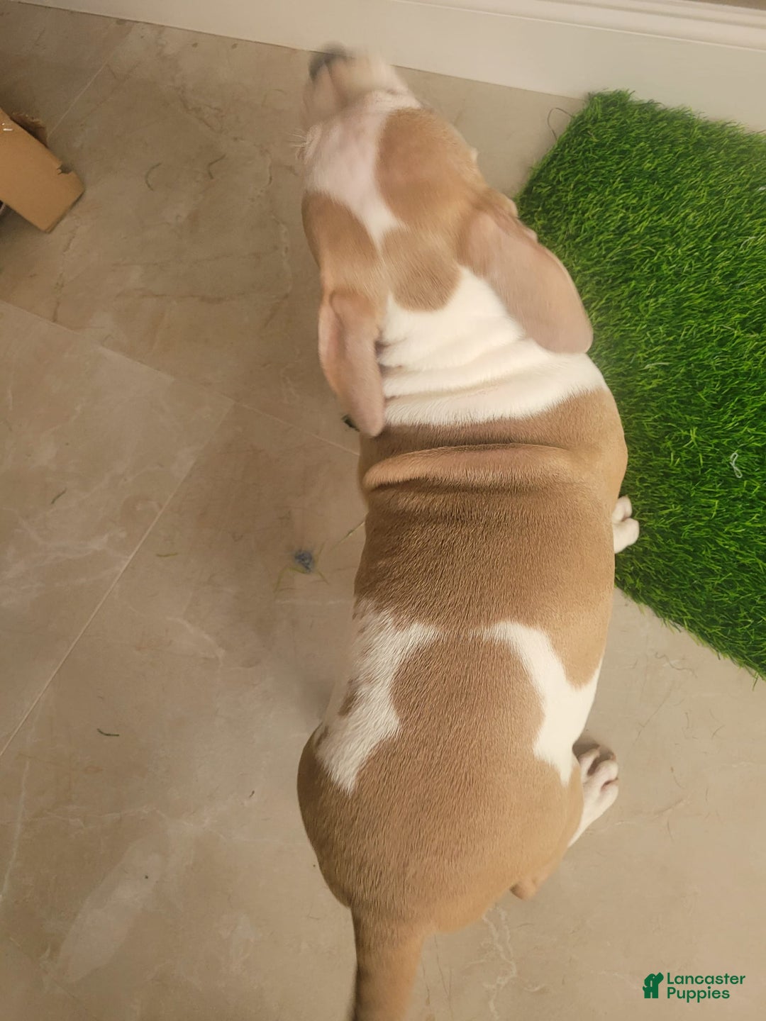 American Bully dogs for sale: Puzzle Piece - Image 10