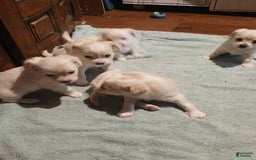 Chihuahua dogs for sale: Fluffy white Puppies - Image 18