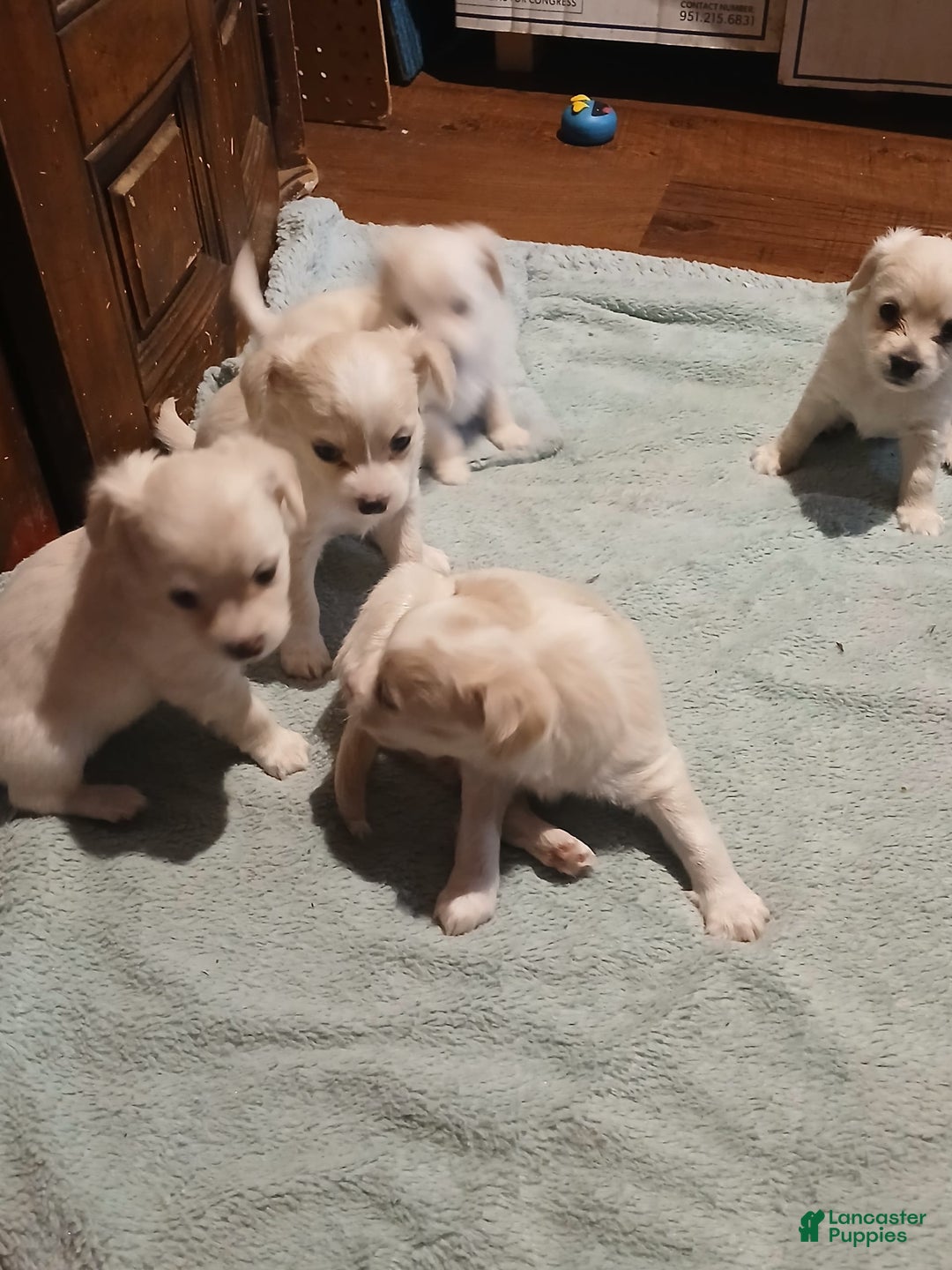 Chihuahua dogs for sale: Fluffy white Puppies - Image 18