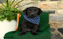 Labrador Retriever dogs for sale: Nutella - Image 4