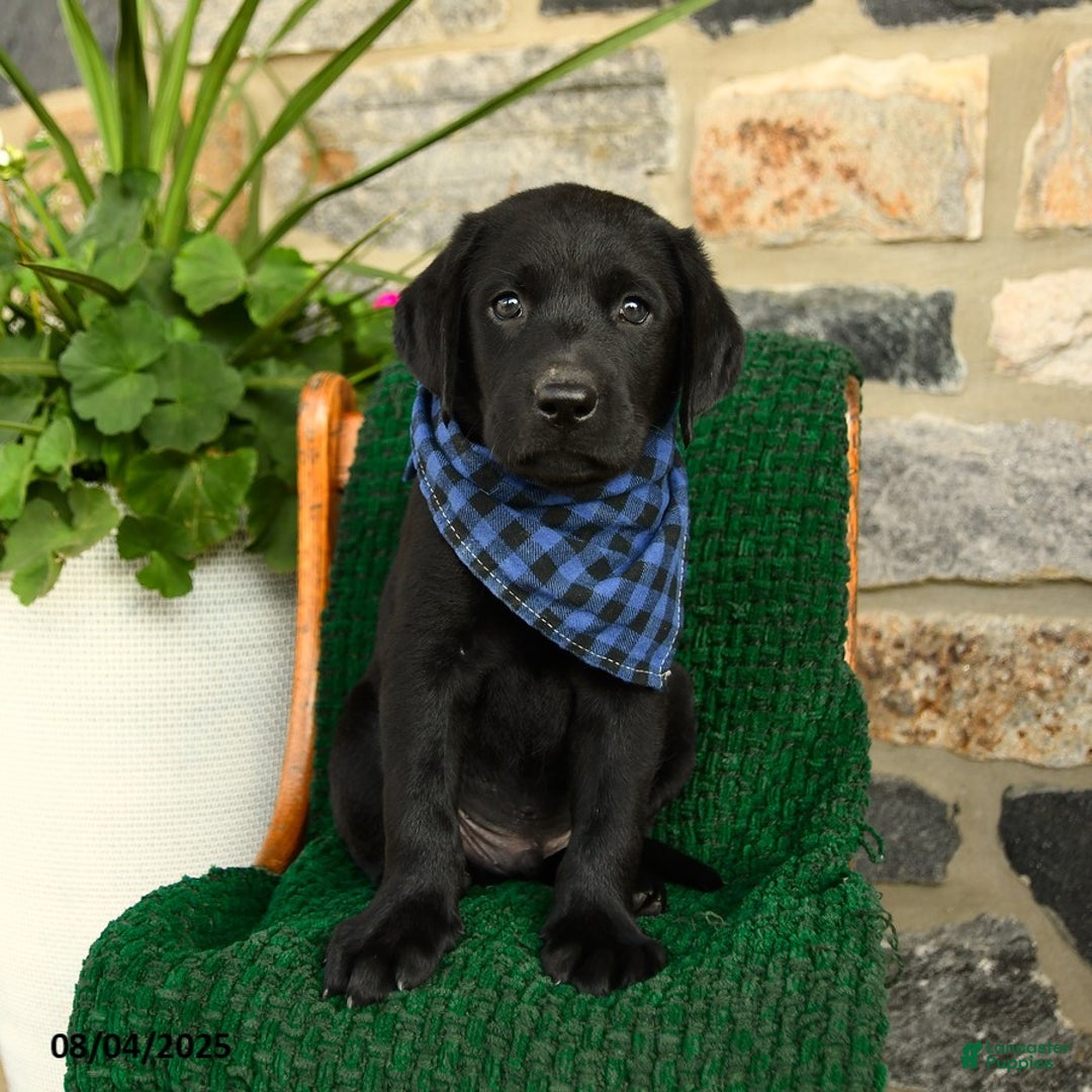 Labrador Retriever dogs for sale: Nutella - Image 4