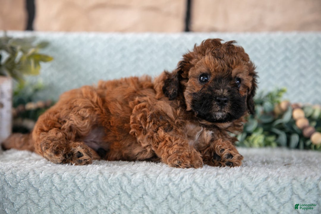 Shihpoo dogs for sale: Leo - Image 2