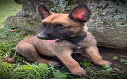 Belgian Malinois dogs for sale: Orla - Image 3