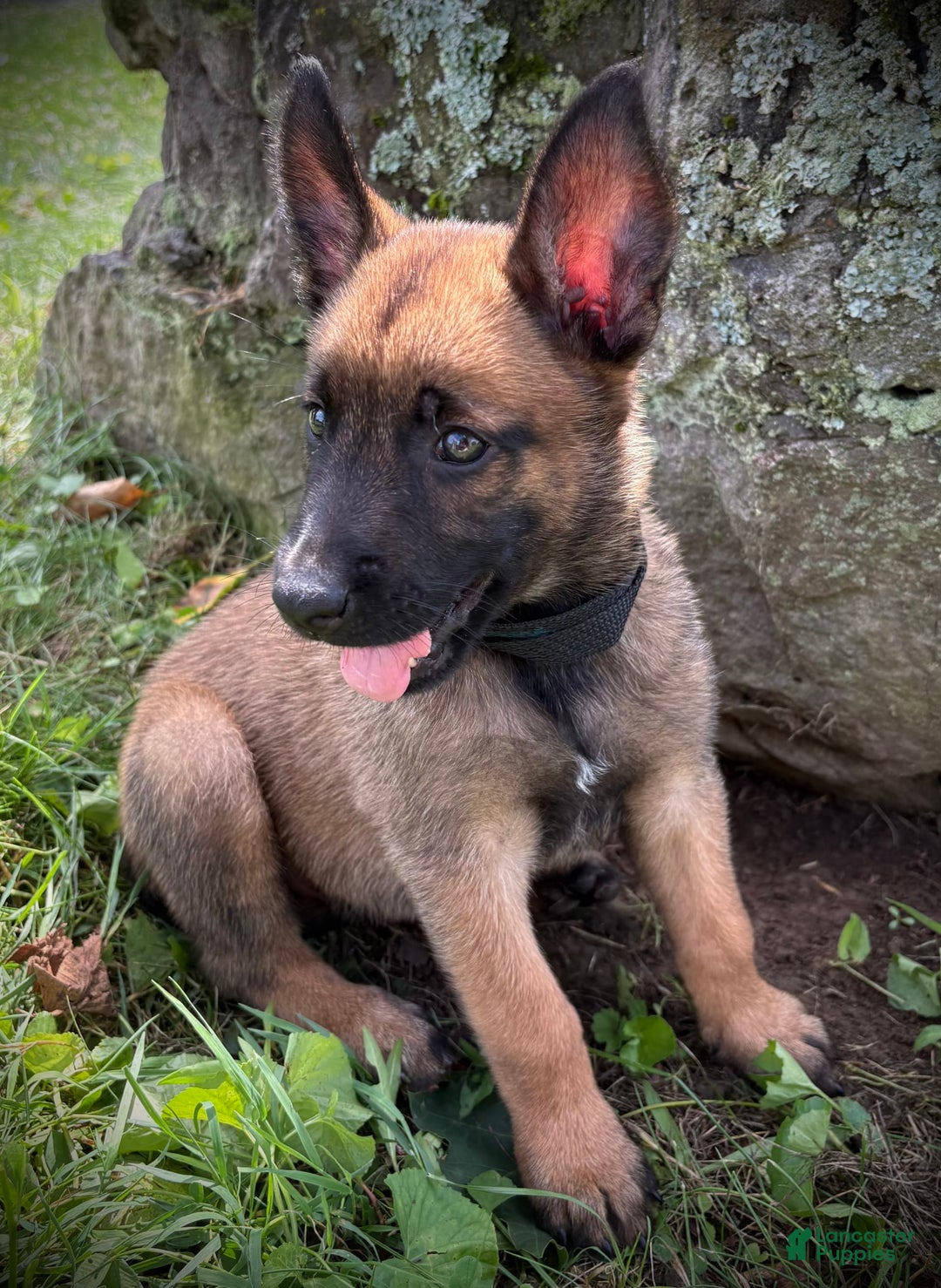 Belgian Malinois dogs for sale: Orla - Image 3