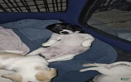 Jack Russell Terrier dogs for sale: Girl Black And White - Image 5
