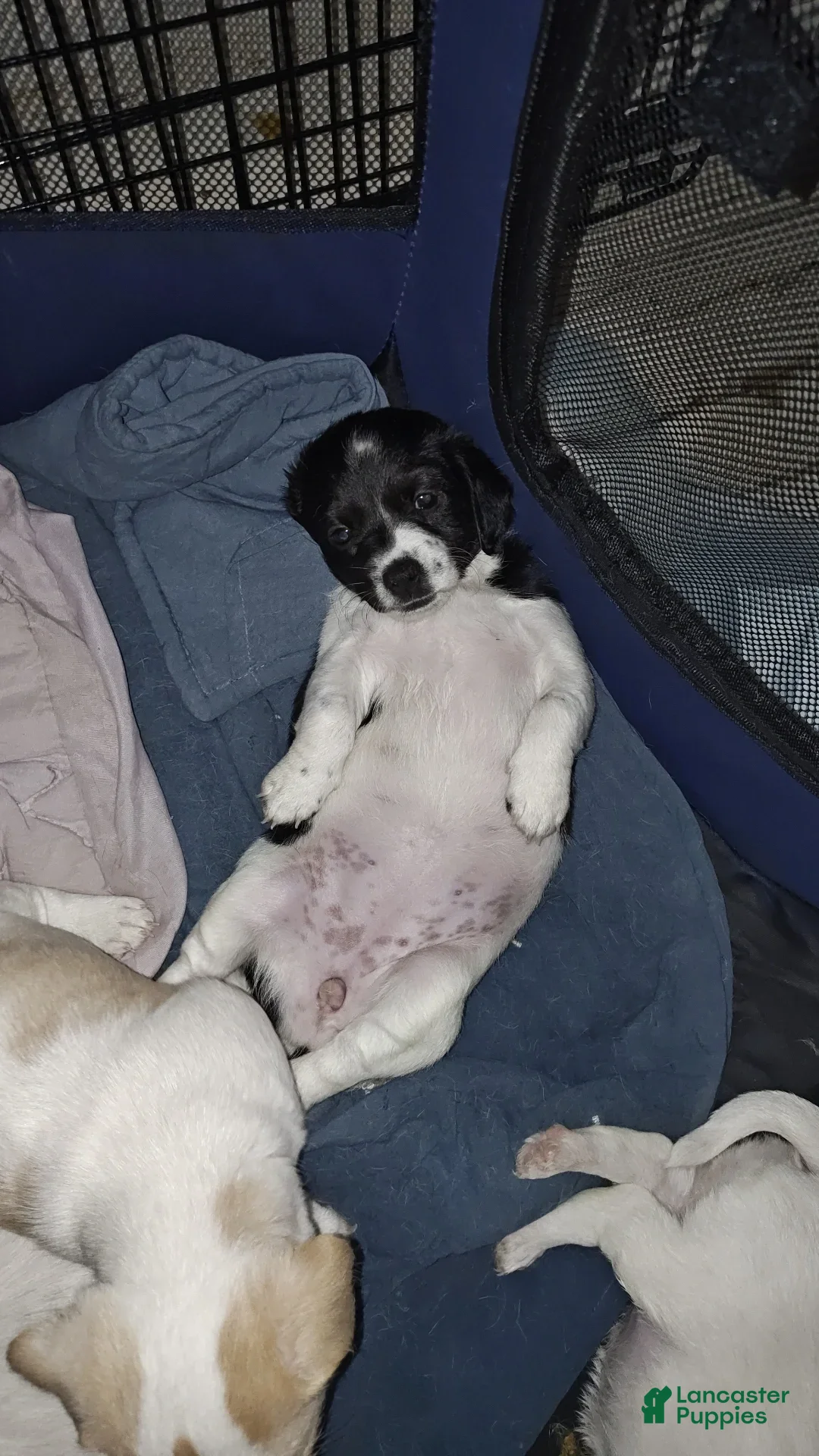 Jack Russell Terrier dogs for sale: Girl Black And White - Image 5