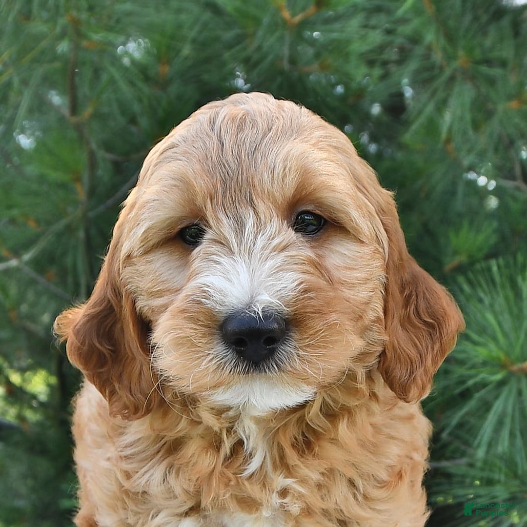 Mini Goldendoodle dogs for sale: Dancer - Image 15