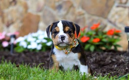 Beabull dogs for sale: Bubba - Image 1