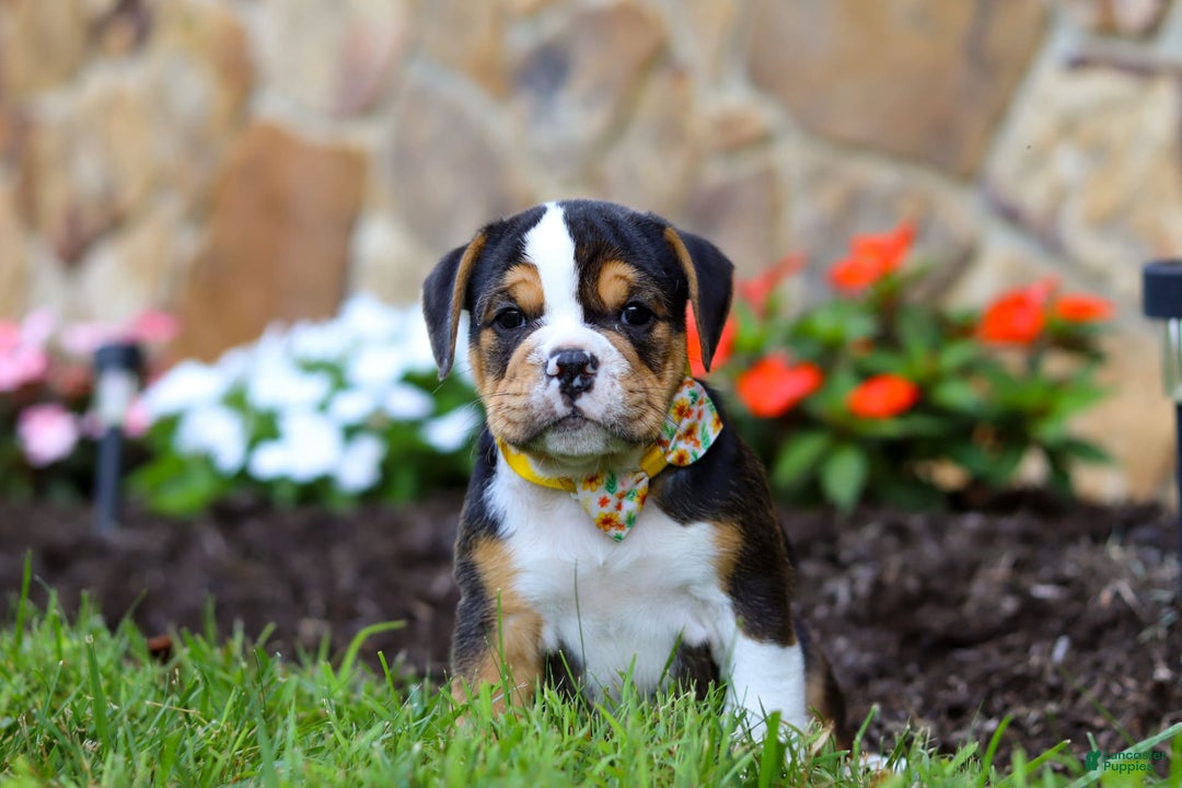 Beabull dogs for sale: Bubba - Image 1