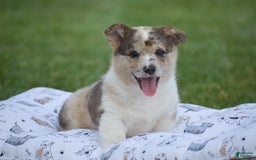 Welsh Corgi Pembroke dogs for sale: Rocco - Image 2