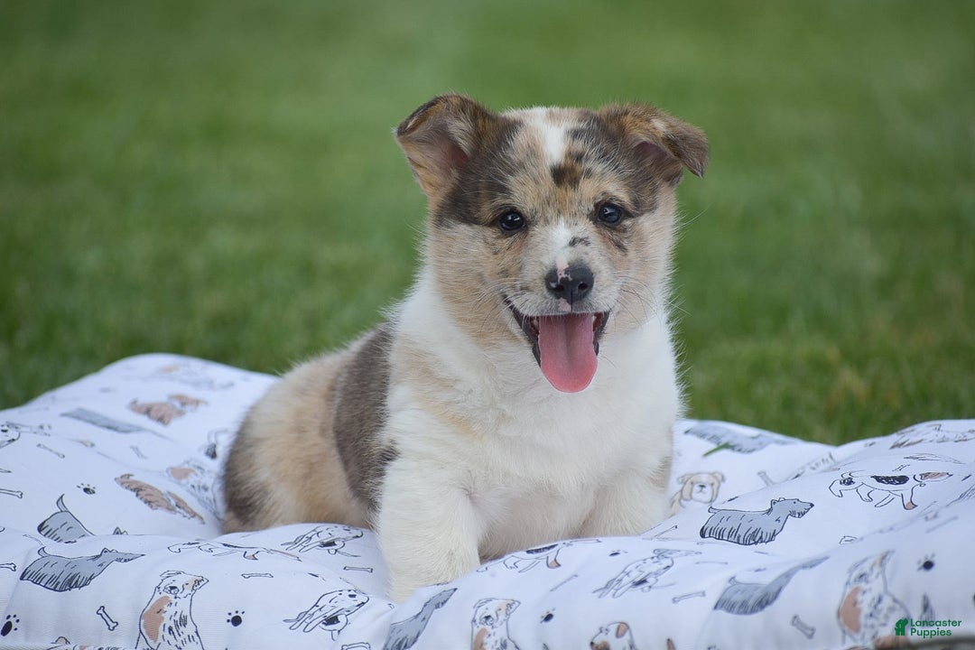 Welsh Corgi Pembroke dogs for sale: Rocco - Image 2