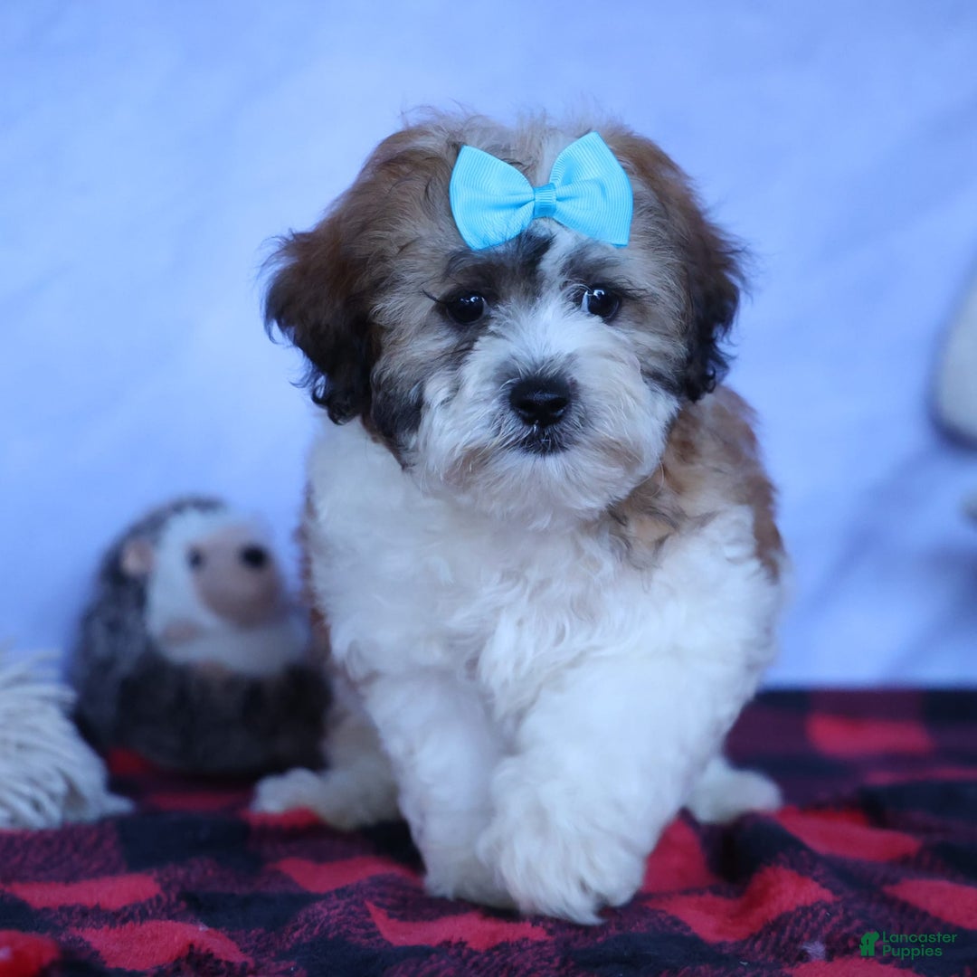 Shihpoo dogs for sale: Hunter - Image 19