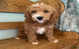 Mini Goldendoodle dogs for sale: Juniper - Image 2